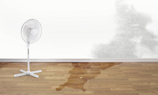 Best Water damage contractors near me  in West Cape May, NJ